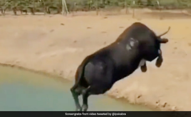 नदी पार करने के लिए सांड ने किया गजब कारनामा, हवा में लगाई जबरदस्त छलांग और पहुंच गया उस पार - देखें Video