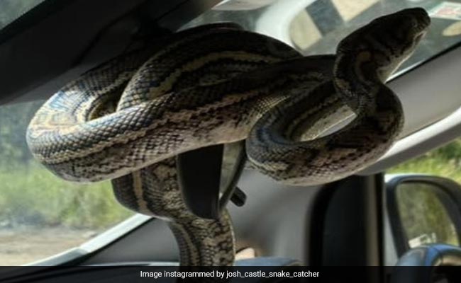 कार में जैसे ही बैठा परिवार, तो गाड़ी के अंदर शीशे में लिपटा दिखा विशाल अजगर, देखते ही उड़ गए सबके होश