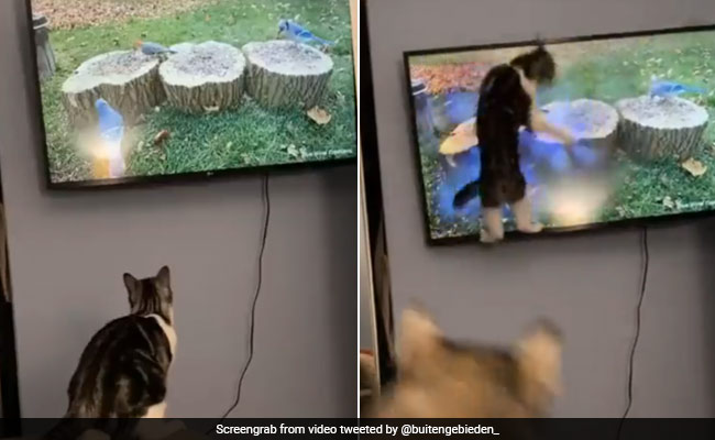 टीवी में दिखाई दे रही चिड़िया पर टूट पड़ी बिल्ली, सोशल मीडिया पर छाया वीडियो