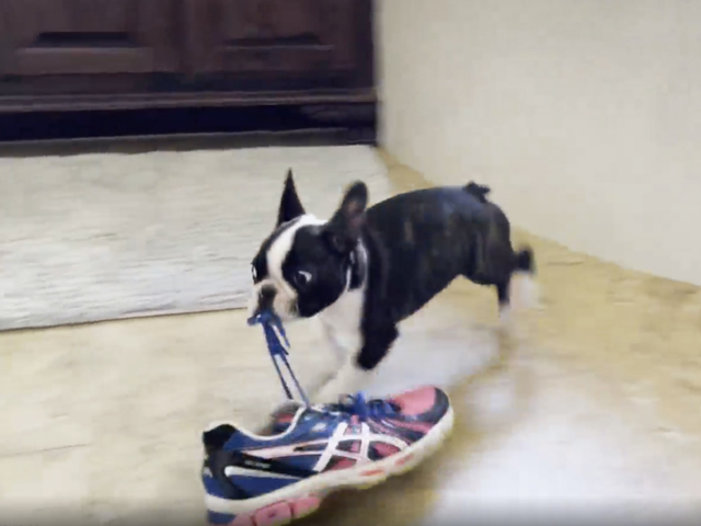 This Puppy Is The Cutest Thief You Have Ever Seen
