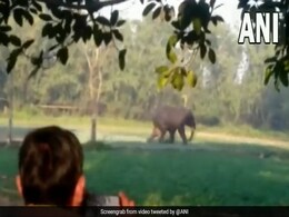 असम: जंगली हाथी ने युवक पर किया हमला, वीडियो में कैद हुई घटना  असम: जंगली हाथी ने युवक पर किया हमला, वीडियो में कैद हुई घटना