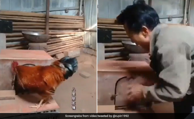 मुर्गी को शख्स ने पिंजड़े में कर दिया बंद, मुर्गे ने दिखाई चालाकी, उसे निकाल दिया बाहर, लोग बोले- Real Partner - देखें Video