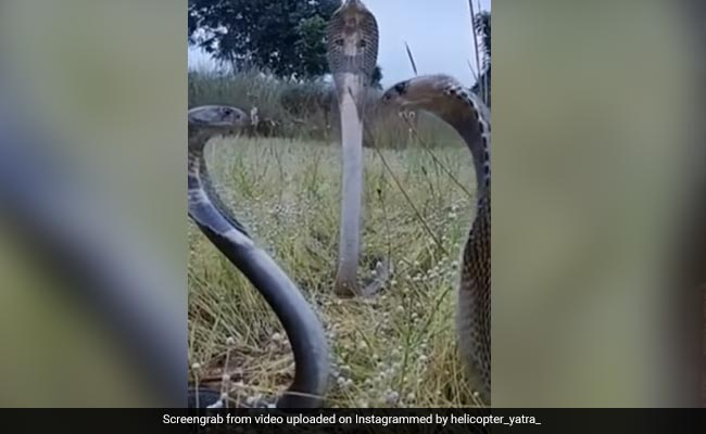 आमने-सामने बैठे नज़र आए तीन King Cobra, फिर हुआ कुछ ऐसा, Video देख खड़े हो जाएंगे रोंगटे