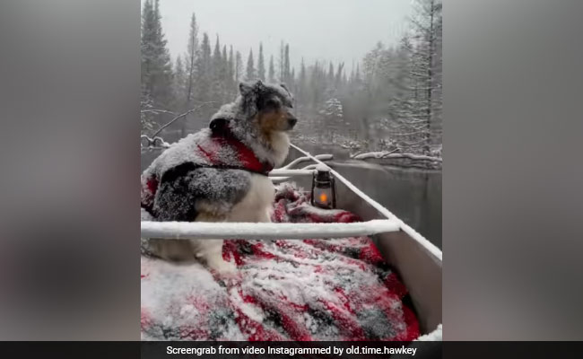 कुत्ते ने की नाव की सवारी, ऐसे लिया Snowfall का मज़ा, बार-बार Video देख रहे लोग