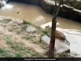 बत्तख ने खूंखार बाघ संग जमकर की मस्ती, वायरल हुआ मजेदार वीडियो बत्तख ने खूंखार बाघ संग जमकर की मस्ती, वायरल हुआ मजेदार वीडियो