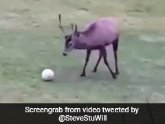 Watch: 2019 Video Of Deer Scoring A Goal And Celebrating Goes Viral Again