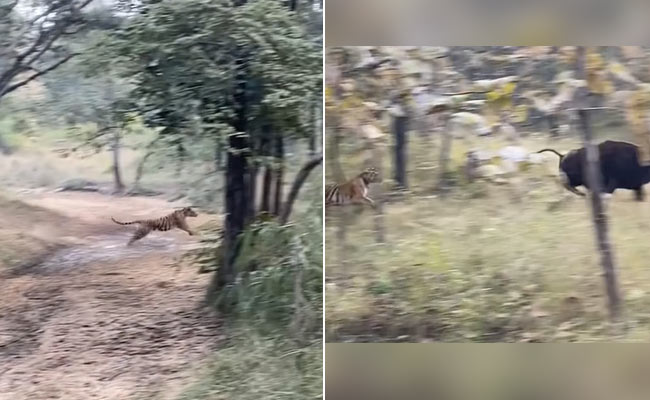 टाइगर ने खतरनाक अंदाज में किया भैंसे पर अटैक, रणदीप हुड्डा ने वीडियो शेयर कर कही ये बात