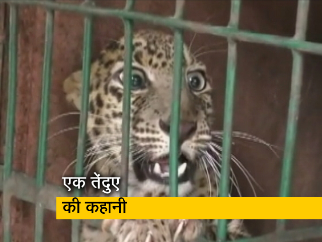 इंदौर के चिड़ियाघर से गायब हुई थी मादा तेंदुआ, वन विभाग नर को पकड़ लाया: सूत्र