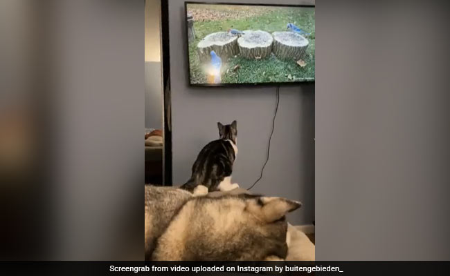 बिल्ली देख रही थी टीवी, सामने दिखी चिड़िया तो लगाई छलांग और कर दिया Attack, फिर हुआ कुछ ऐसा - देखें Video