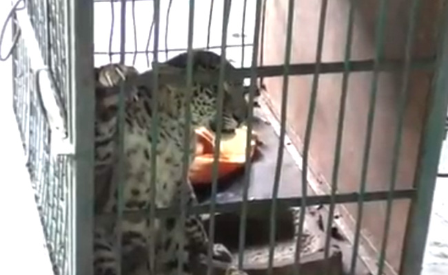 Female Leopard Went Missing In Madhya Pradesh, Male Brought Back