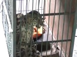 Female Leopard Went Missing In Madhya Pradesh, Male Brought Back Female Leopard Went Missing In Madhya Pradesh, Male Brought Back
