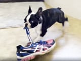 Video: This Puppy Is The Cutest Thief You Have Ever Seen