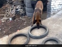 कुत्ते ने चार टायरों को एकसाथ ले जाने के लिए किया ऐसा जुगाड़, लोग बोले- ये तो हमसे ज्यादा स्मार्ट निकला - देखें Video कुत्ते ने चार टायरों को एकसाथ ले जाने के लिए किया ऐसा जुगाड़, लोग बोले- ये तो हमसे ज्यादा स्मार्ट निकला - देखें Video