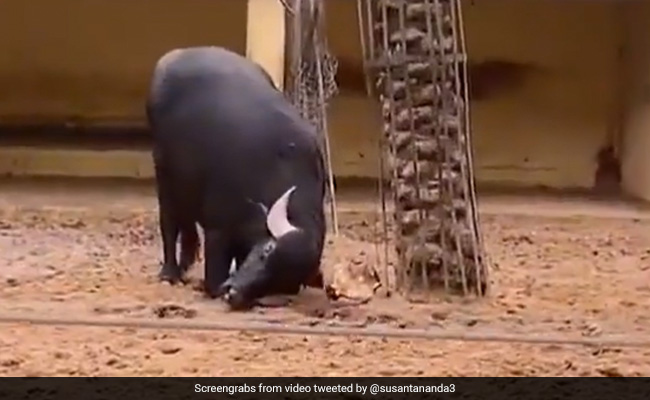 कछुए की जान बचाने के लिए काफी देर तक परेशान हुई भैंस, सींग से किया कुछ ऐसा और बचा ली जान - देखें Video