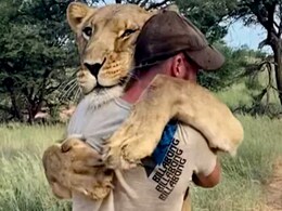 शेरनी और इंसान की दोस्ती की मुरीद हुई जनता, वीडियो देख आप भी रह जाएंगे दंग शेरनी और इंसान की दोस्ती की मुरीद हुई जनता, वीडियो देख आप भी रह जाएंगे दंग