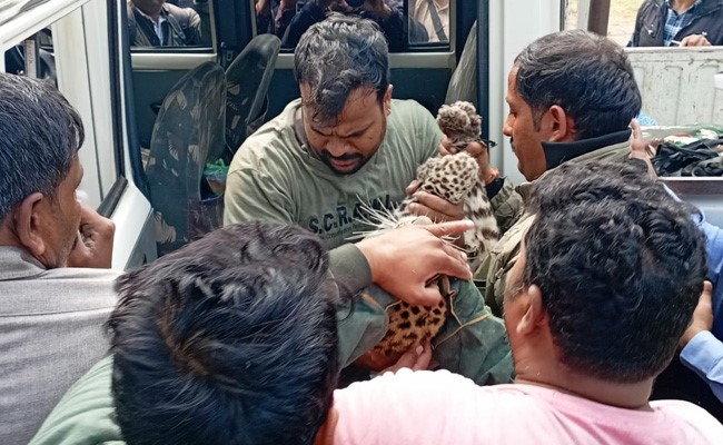 इंदौर के चिड़ियाघर से छह दिन पहले गायब हुई मादा तेंदुआ, वन विभाग नर पकड़ लाया!