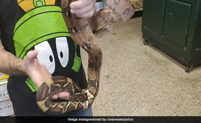 Man Finds 5-Foot Snake Hiding Inside Brand-New Sofa