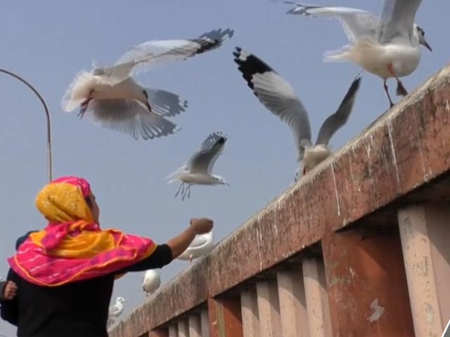 Watch: Gujarat Welcomes Migratory Birds