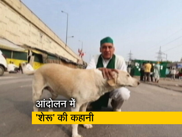 रवीश कुमार का प्राइम टाइम : 'शेरू' के बिना अधूरी है गाज़ीपुर बॉर्डर की कहानी