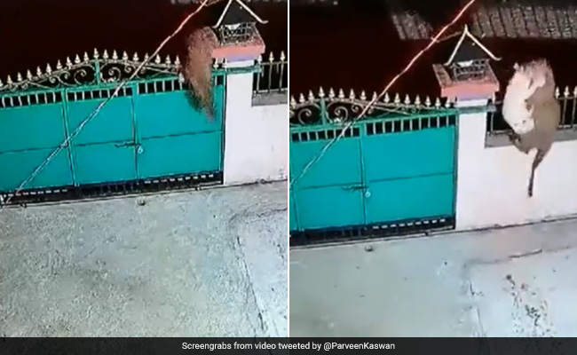 Watch: Leopard Jumps Over Gate, Carries Away Pet Dog In Horrifying Clip