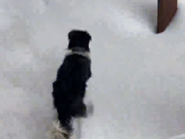 Instant Regret: Dog-In-The-Snow Edition
