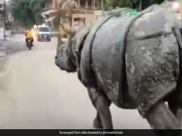 सड़क के बीचोंबीच मजे से टहलता दिखा खतरनाक गैंडा, लोग बोले- ‘ये सैर पर निकला है’ सड़क के बीचोंबीच मजे से टहलता दिखा खतरनाक गैंडा, लोग बोले- ‘ये सैर पर निकला है’