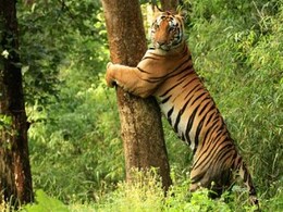 Top 10 Wildlife Safaris In India For Your 2022 Weekend Getaways Top 10 Wildlife Safaris In India For Your 2022 Weekend Getaways