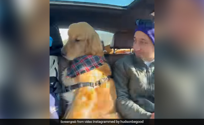 कुत्ते के साथ कार की बैकसीट पर बैठ गया शख्स, तो डॉगी को आ गया गुस्सा, फिर करने लगा ऐसी हरकत - देखें Video