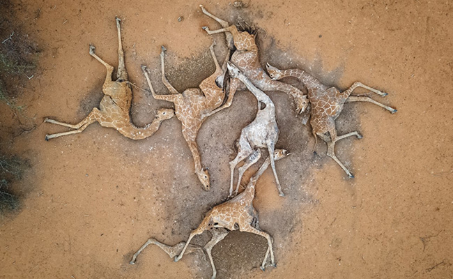Heartbreaking Pics Show Impact Of Kenya's Drought On Its Giraffe Population