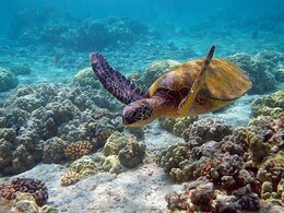 Top Wildlife Tourism Destinations You Can Drive To In South India Top Wildlife Tourism Destinations You Can Drive To In South India