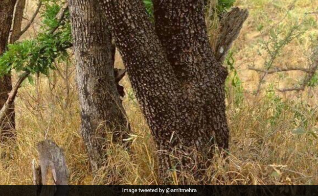 तस्वीर में छिपा है एक चीता, लोग खोज नहीं पा रहे हैं, 20 सेकंड में खोजकर बन जाइए सबसे तेज़