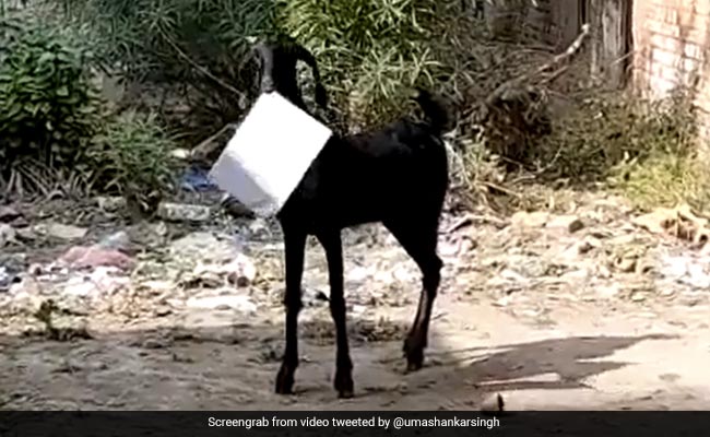 "<i>Arrey Yaar De</i>": Kanpur Man Runs After Goat That Escaped With Office Files