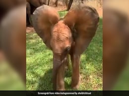 हाथी के बच्चे ने किया मज़ेदार डांस, सूंड और कान हिलाकर लगा झूमने, लोग बोले- ये होती है खुशी - देखें Video हाथी के बच्चे ने किया मज़ेदार डांस, सूंड और कान हिलाकर लगा झूमने, लोग बोले- ये होती है खुशी - देखें Video