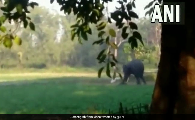 Watch: Elephant Chases And Attacks Man In Assam