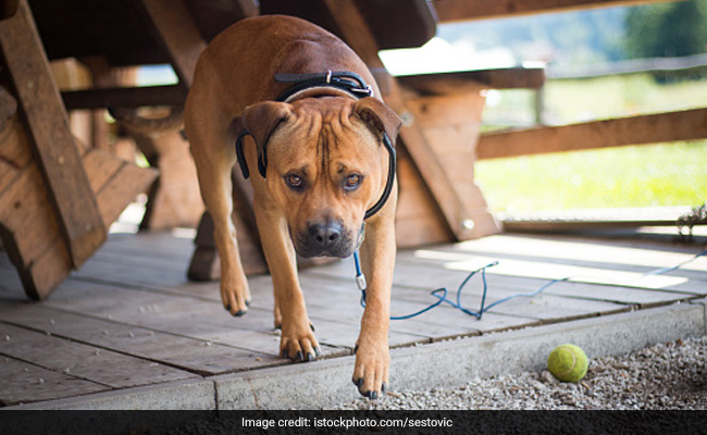 कुत्ते को लेकर आपस में छिड़ी थी लड़ाई, एक महिला ने दूसरी महिला को दांतों से काटा