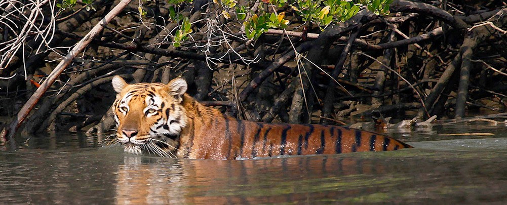 5 Unique National Parks Of India To Drive In