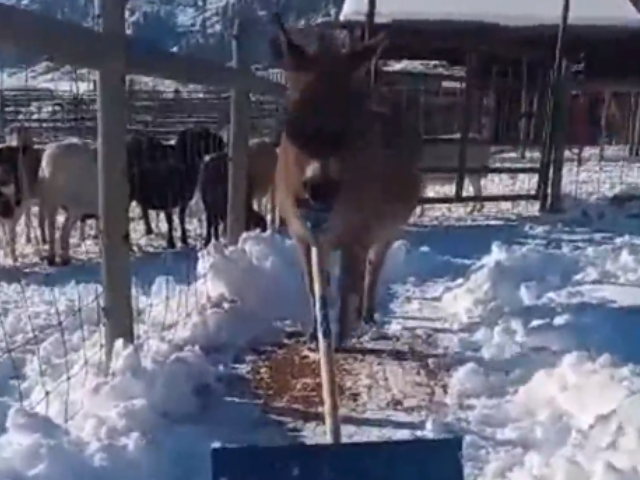 बर्फ से ढक गई थी सड़क, तो गधे ने ऐसे साफ कर डाला पूरा रास्ता