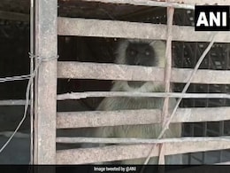 2 Monkeys Caught In Maharashtra In 'Revenge Killing' Of 250 Dogs: Report 2 Monkeys Caught In Maharashtra In 'Revenge Killing' Of 250 Dogs: Report