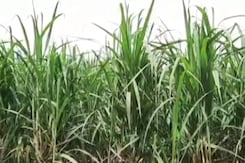 UP Accounts For 84% Of India's Sugarcane Dues UP Accounts For 84% Of India's Sugarcane Dues
