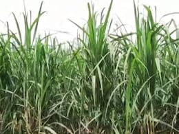 पंजाब के किसानों के लिए बड़ी खबर: गन्ने का SAP बढ़ाकर किया गया 380 रुपये प्रति क्विंटल पंजाब के किसानों के लिए बड़ी खबर: गन्ने का SAP बढ़ाकर किया गया 380 रुपये प्रति क्विंटल