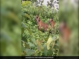 बाघिन अपने 3 शावकों के साथ जंगल में घूमती दिखी, लोग बोले- जैसे मां बच्चों को कुछ सिखा रही हो - देखें Video बाघिन अपने 3 शावकों के साथ जंगल में घूमती दिखी, लोग बोले- जैसे मां बच्चों को कुछ सिखा रही हो - देखें Video