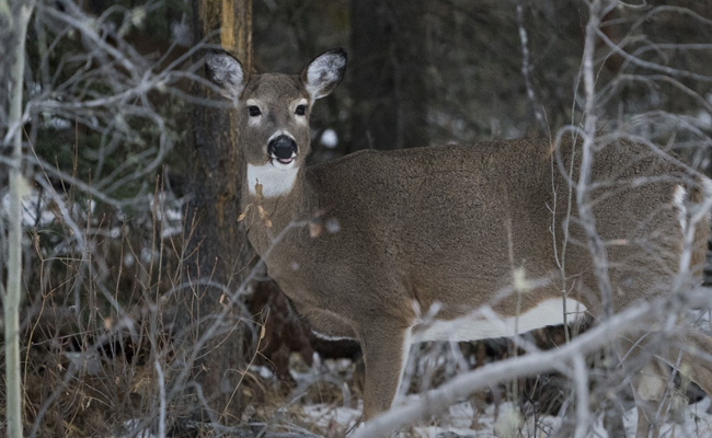 Covid Detected In 3 White-Tailed Deer, Confirms Canada