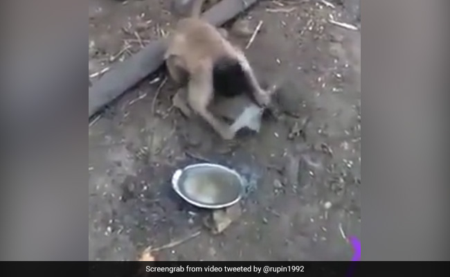 बंदर हाथ में बड़ा सा छूरा लेकर तेज़ कर रहा था धार, पत्थर पर खूब रगड़ा, लोग बोले- आरपार की लड़ाई की तैयारी - देखें Video