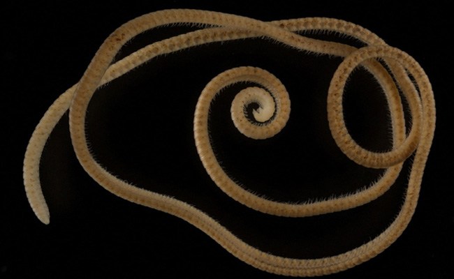 This Subterranean Creature Has 1,306 Legs. Yes, That's A Record