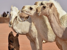 Saudi Camel Beauty Pageant Reels Under Cosmetic Surgery, Botox Charges Saudi Camel Beauty Pageant Reels Under Cosmetic Surgery, Botox Charges