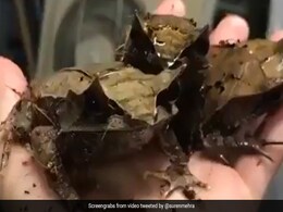 पत्ते जैसा मेंढक देख हैरत में पड़े लोग, वायरल वीडियो देख आप भी जाएंगे चकरा पत्ते जैसा मेंढक देख हैरत में पड़े लोग, वायरल वीडियो देख आप भी जाएंगे चकरा