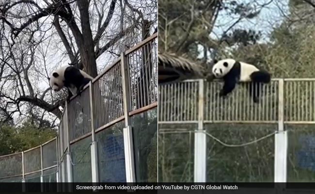 Watch: Panda Escapes Zoo Enclosure In Hilarious Video. Then...