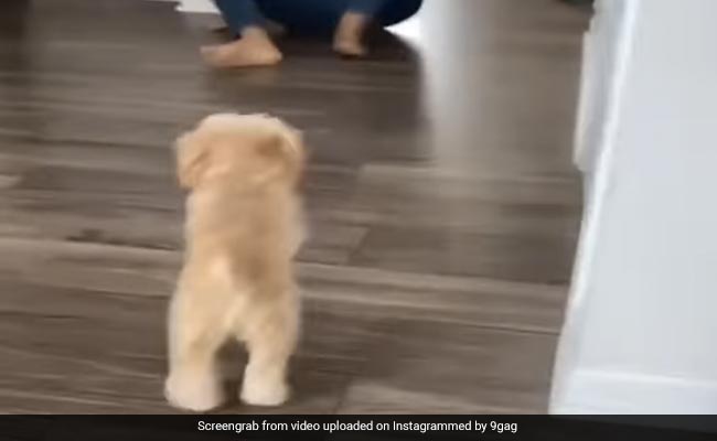 कुत्ता, मालिक से 3 दिन बाद मिला, तो देखते ही करने लगा ऐसी हरकतें, Video देख आंख में आ जाएंगे आंसू