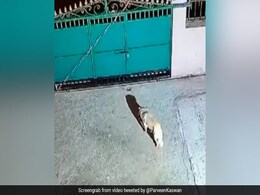 तेंदुए ने कुत्ते पर किया Attack, घर का गेट फांदकर मुंह में दबोचा और फिर हुआ कुछ ऐसा - देखें Shocking Video तेंदुए ने कुत्ते पर किया Attack, घर का गेट फांदकर मुंह में दबोचा और फिर हुआ कुछ ऐसा - देखें Shocking Video