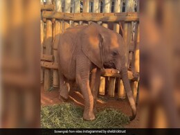 हाथी का बच्चा अपने पीछे के दोनों पैर फंसाकर आराम से खा रहा घास, Cute Video ने जीता हर किसी का दिल हाथी का बच्चा अपने पीछे के दोनों पैर फंसाकर आराम से खा रहा घास, Cute Video ने जीता हर किसी का दिल